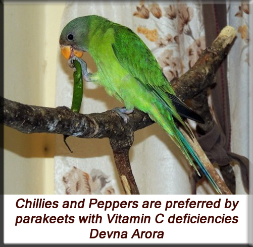 Devna Arora - Feeding parakeets in captivity